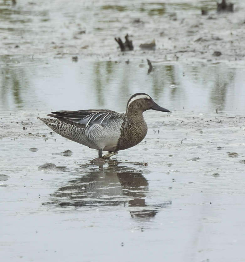 Zomertaling230522A