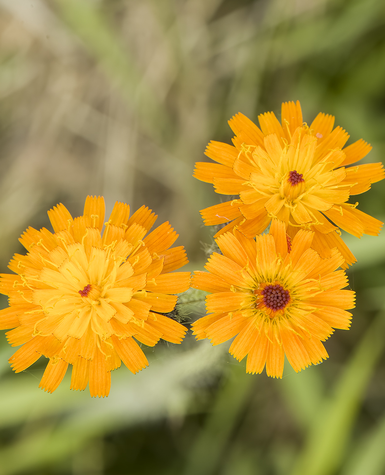 Oranjehavikskruid210622