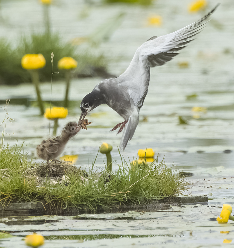 Zwartesterns170622