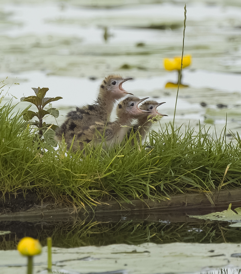 Zwartesterns170622B