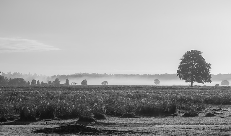 Dwingelderveld140722