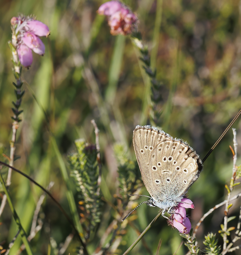 Gentiaanblauwtje150722