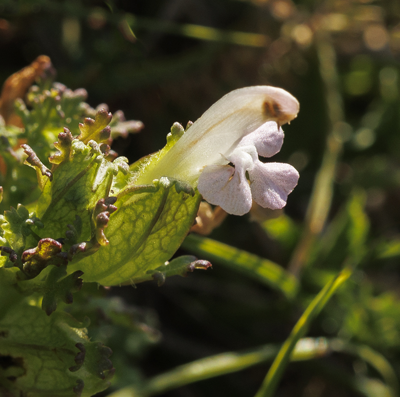 Heidekartelblad200722A