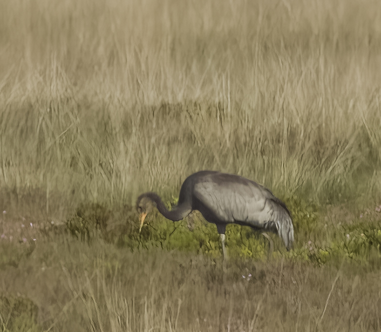 Kraanvogel140722A