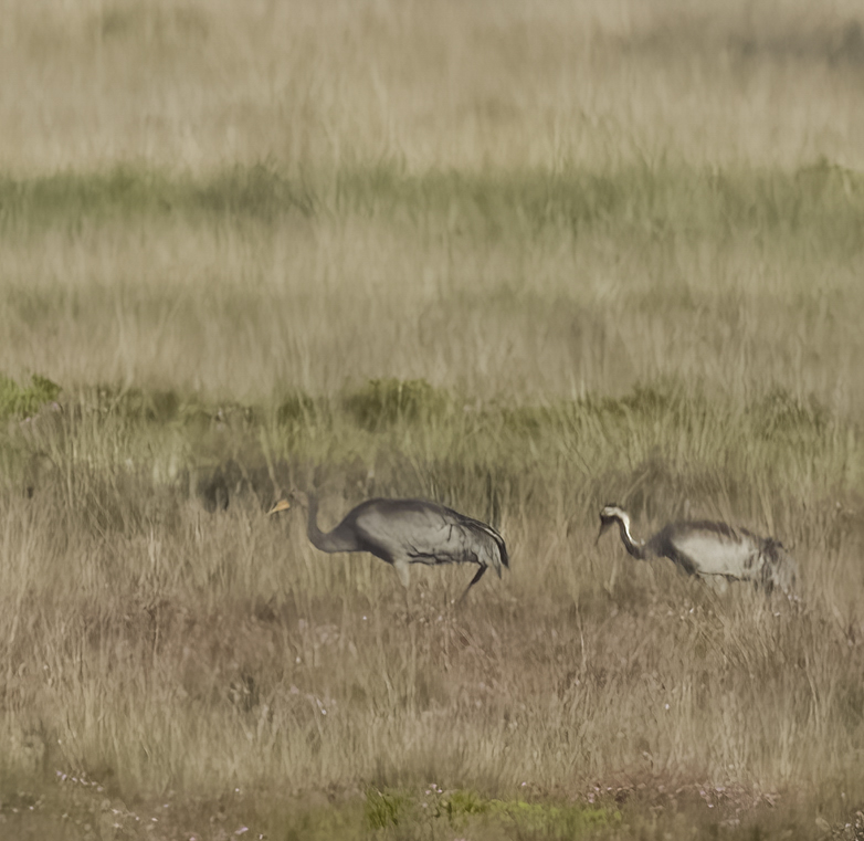 Kraanvogels140722