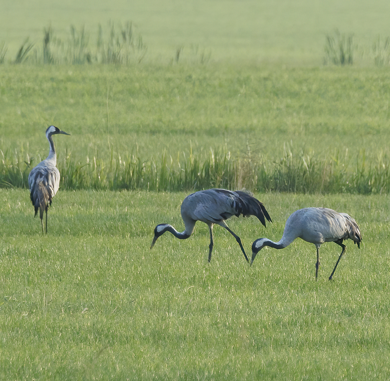 Kraanvogels240722E