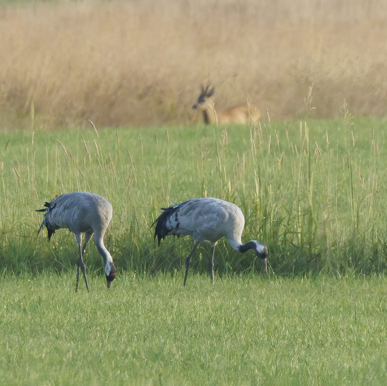 Kraanvogels240722H