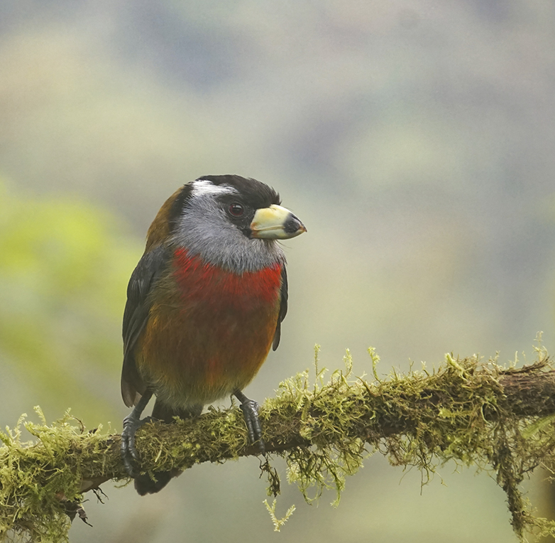 Toekanbaardvogel120622