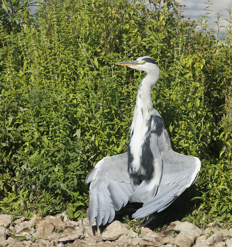 Blauwereiger100822