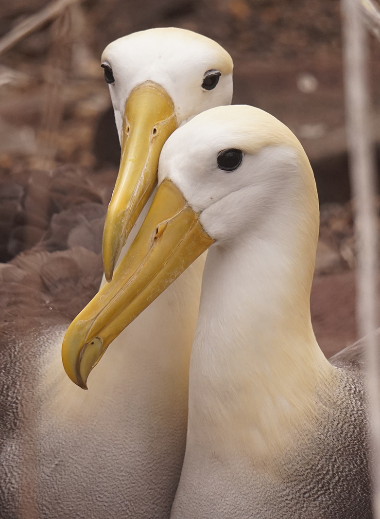 Galapagosalbatros120722