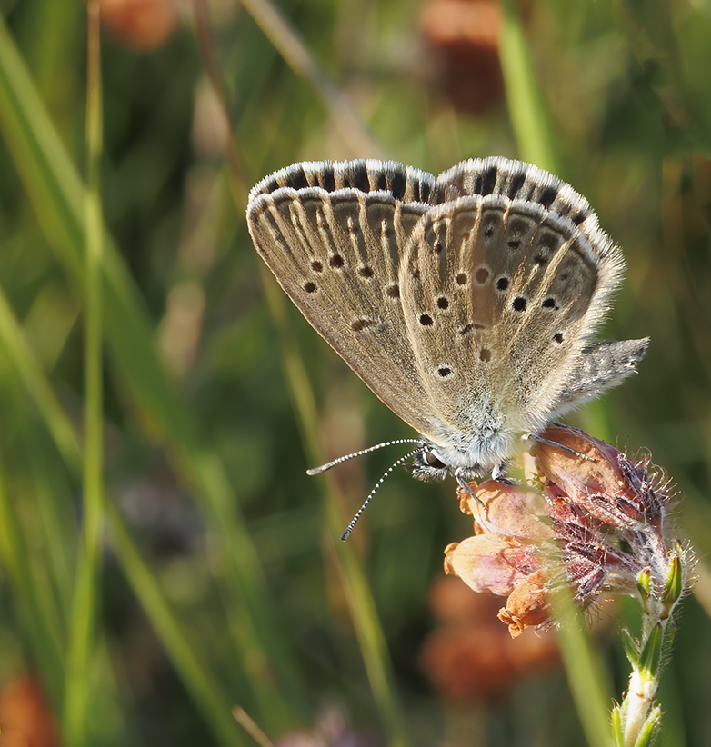 Gentiaanblauwtje200722A