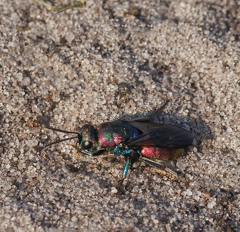 Hedychrumrutilans190722