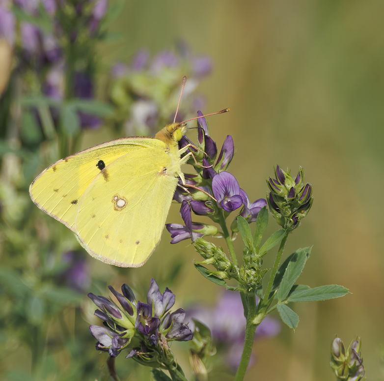 Oranjeluzernevlinder180822