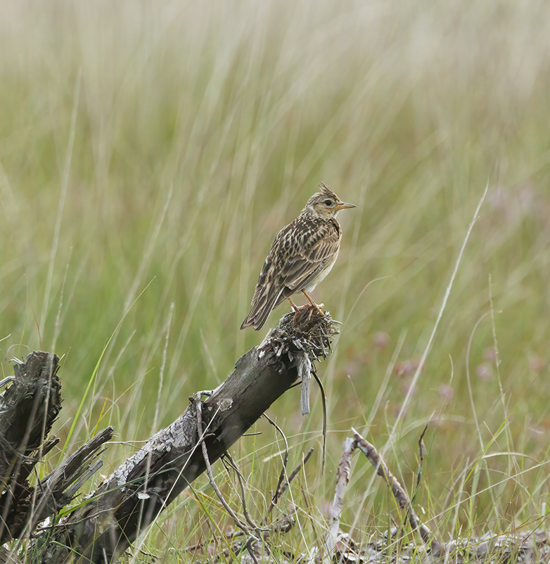 Veldleeuwerik130722