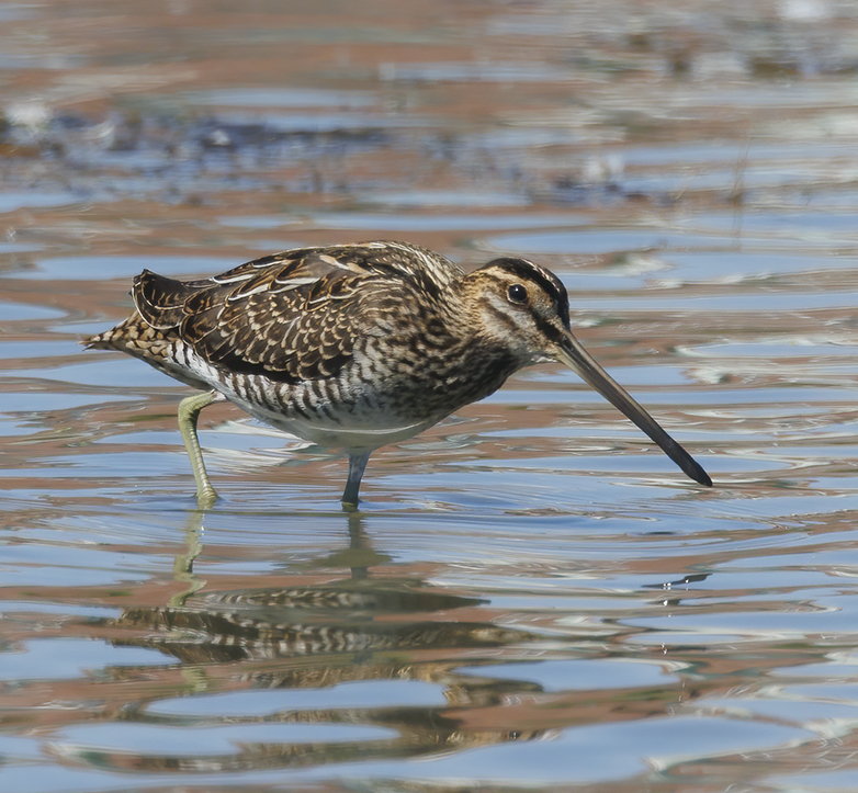 Watersnip090822B