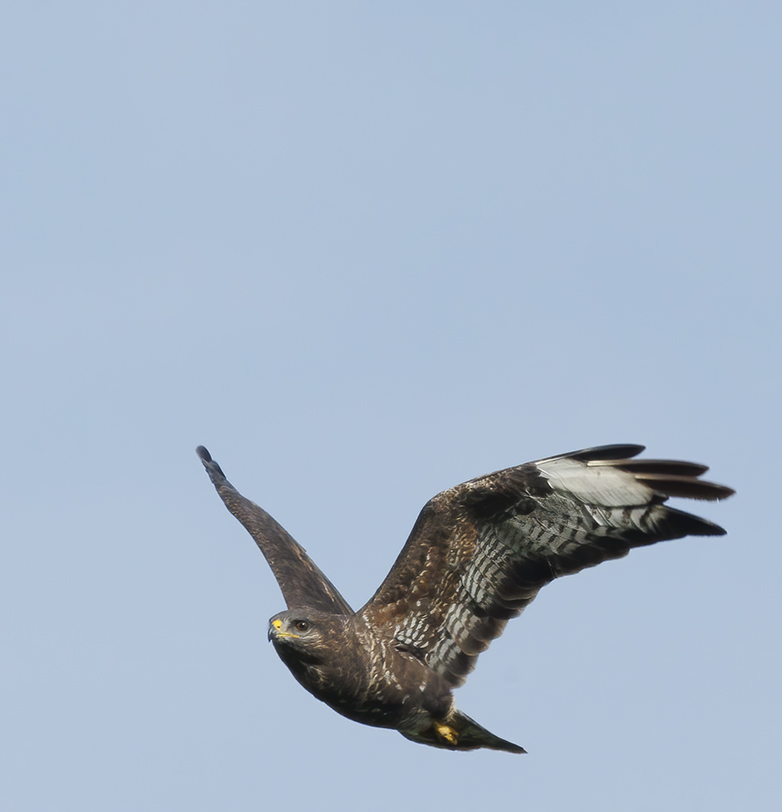 Buizerd120922