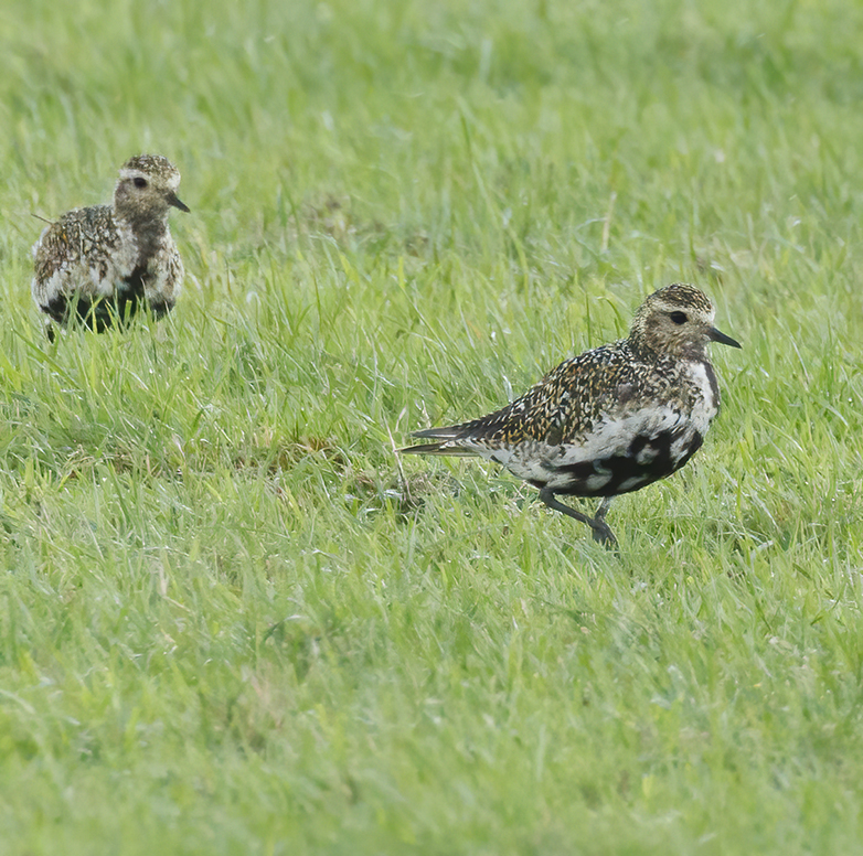 Goudplevieren160922