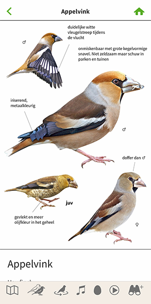 Vogelapp_Appelvink