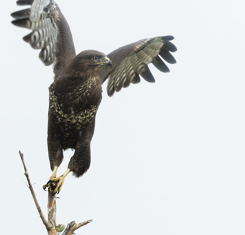 Buizerd101022A