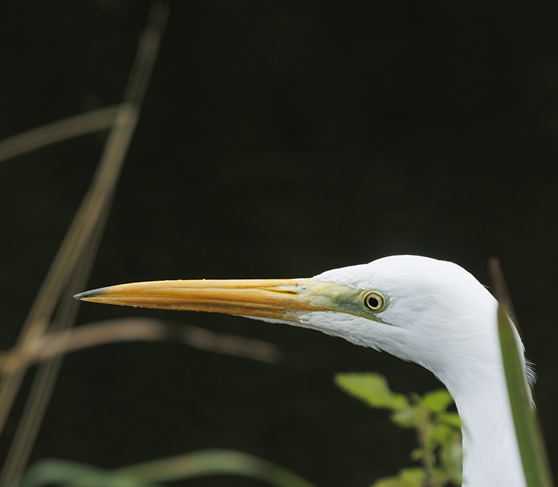 Grotezilverreiger201022