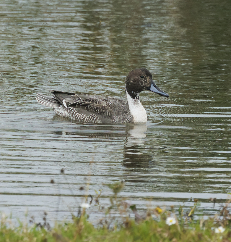 Pijlstaart201022