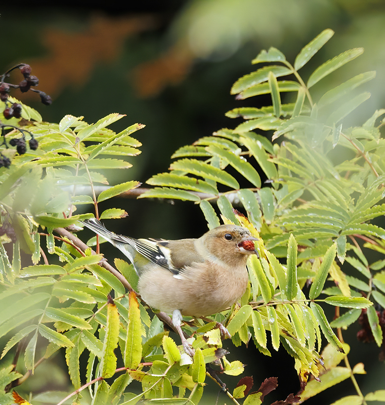 Vink171022