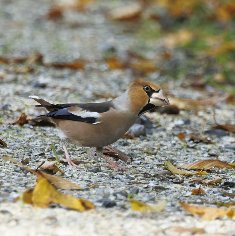 Appelvink151122B