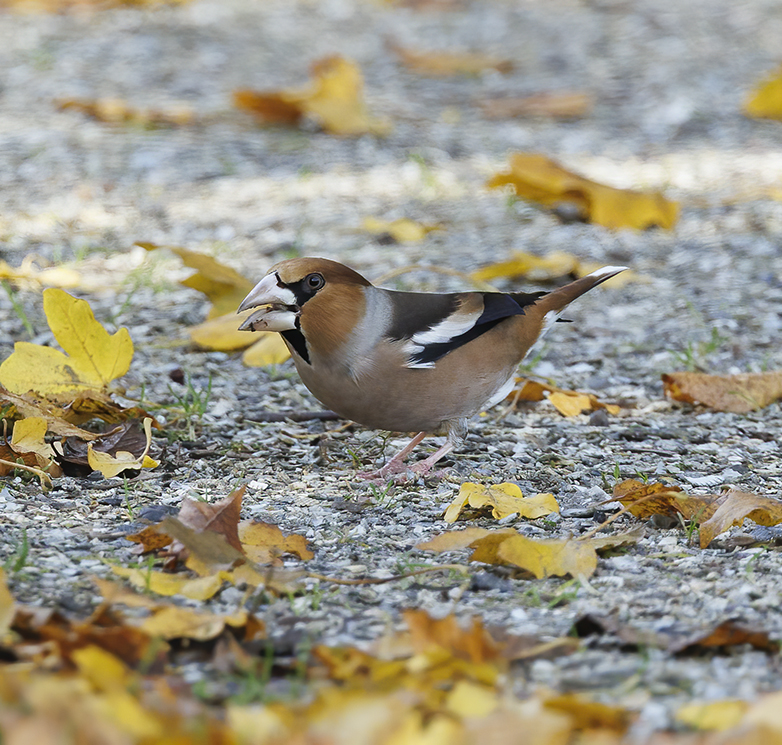 Appelvink151122I