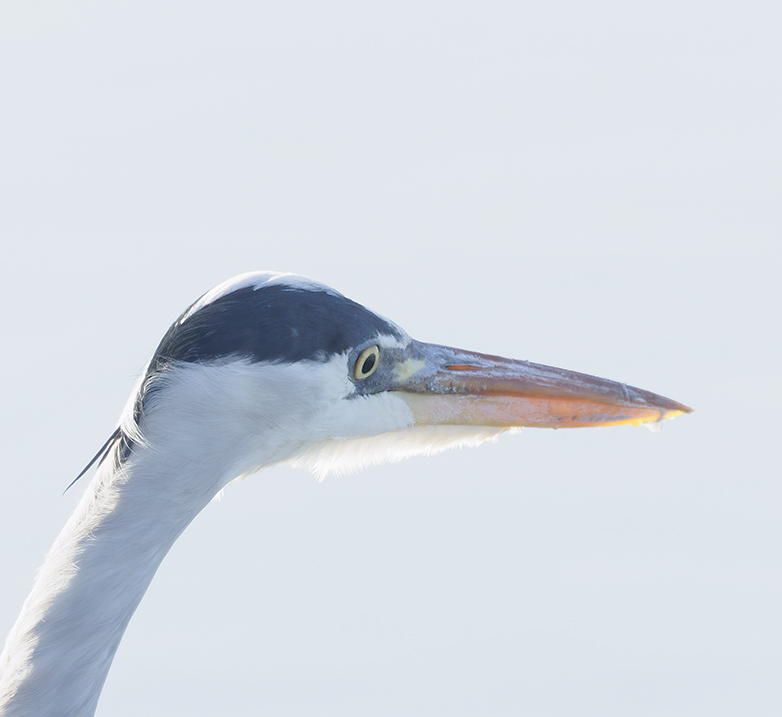 Blauwereiger141122