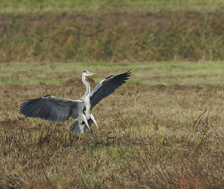 Blauwereiger311022