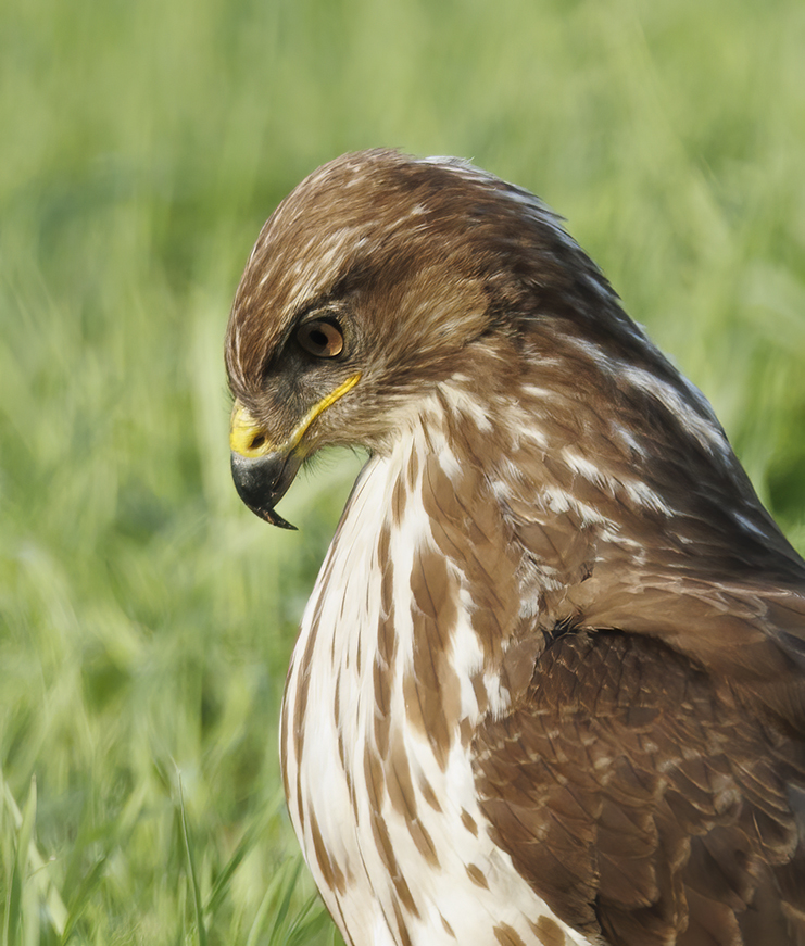 Buizerd211122D