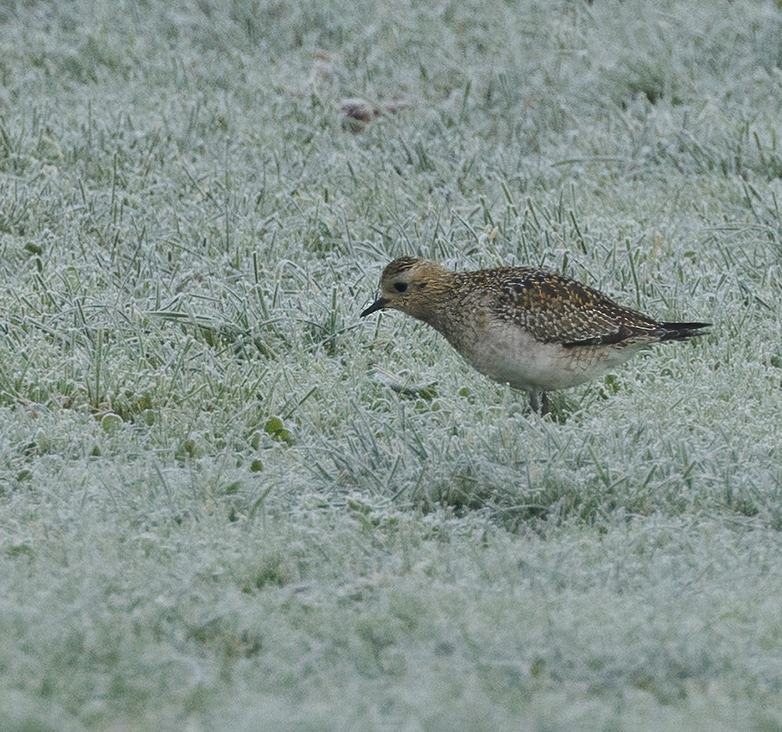 Goudplevier201122