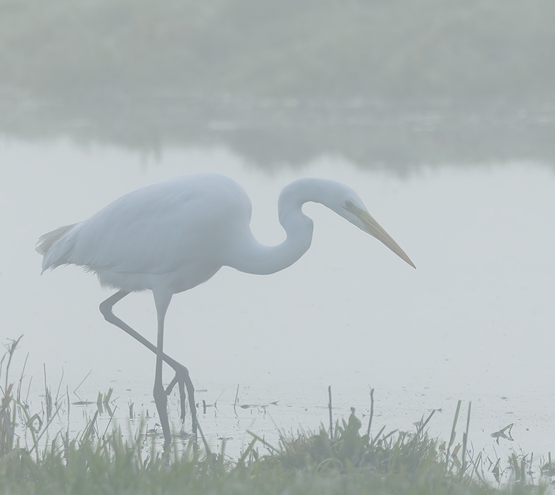 Grotezilverreiger291122A