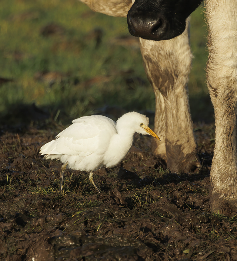 Koereiger241122E