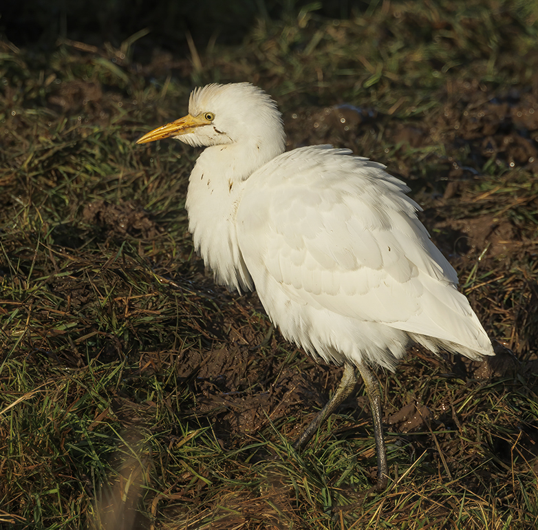 Koereiger241122J