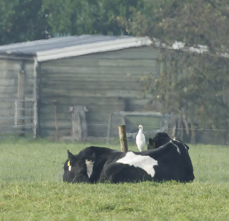 Koereiger301122