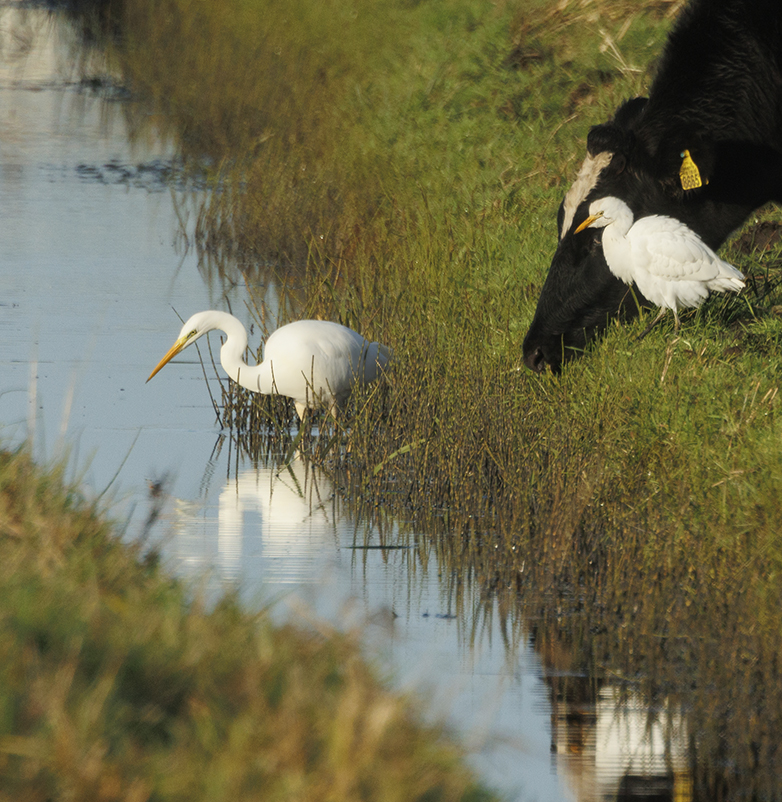 Koereiger_Grotezilverreiger241122