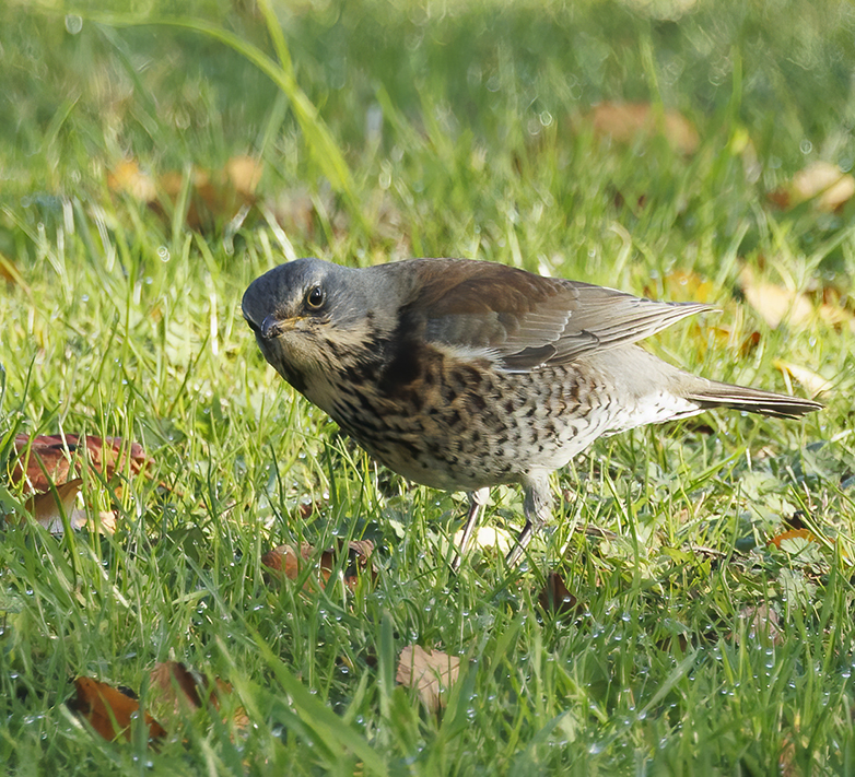 Kramsvogel161122B