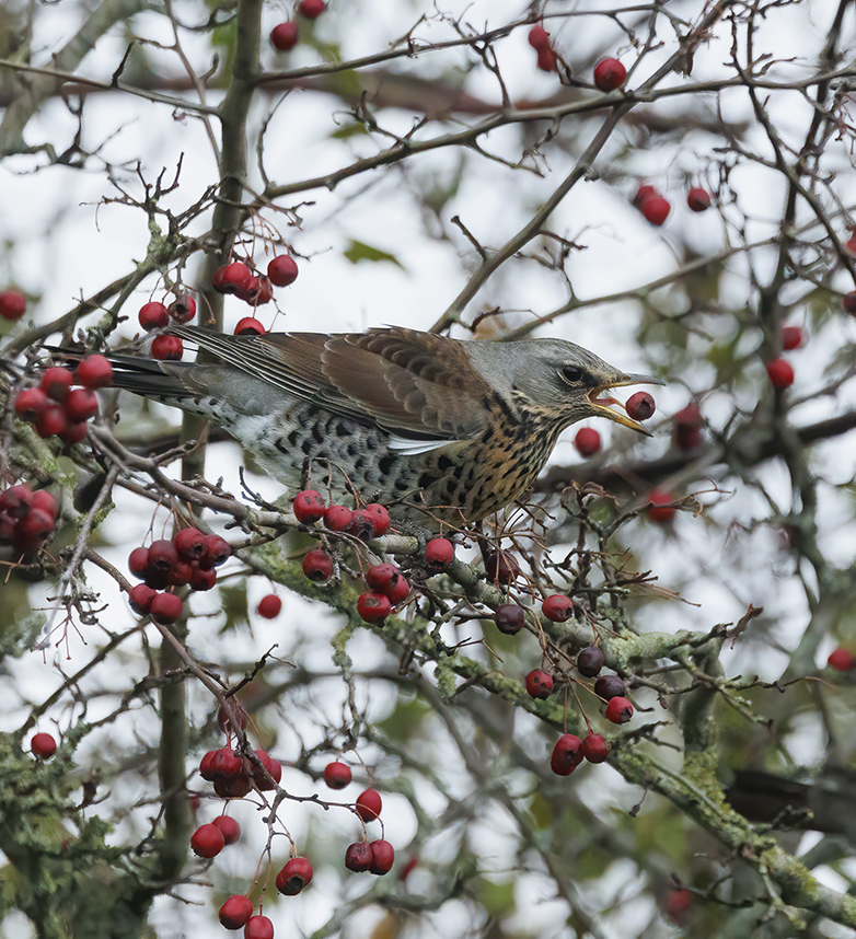 Kramsvogel221122