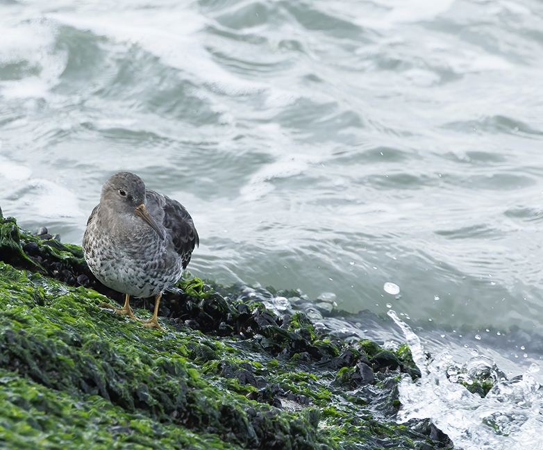 Paarsestrandloper281022