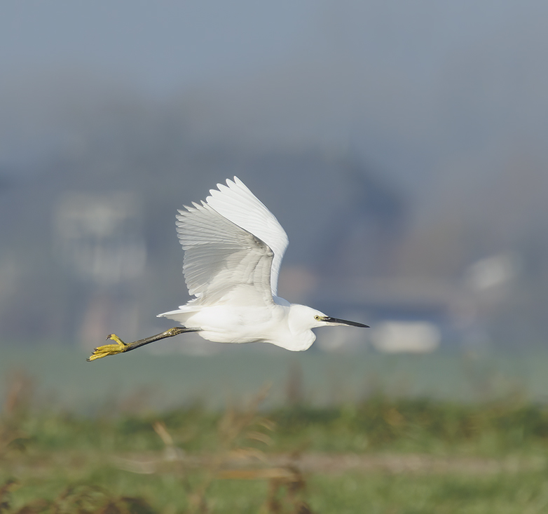 Kleinezilverreiger011222B