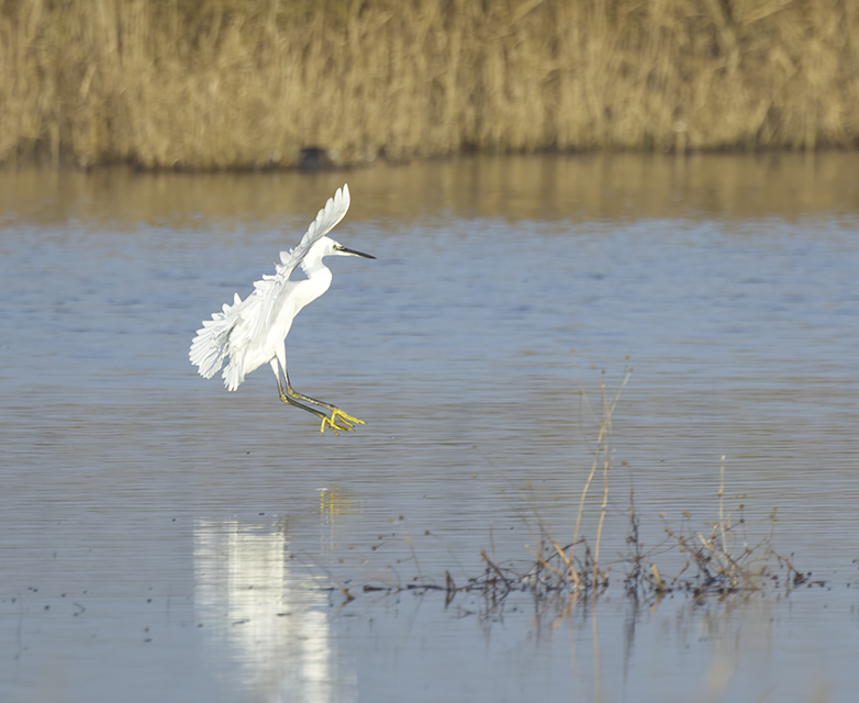 Kleinezilverreiger011222D