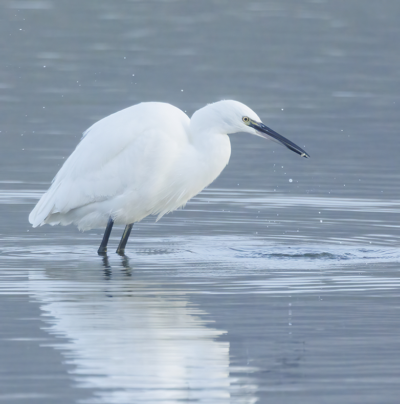 Kleinezilverreiger091222