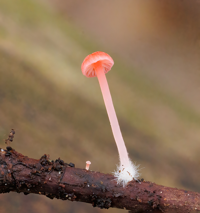 Adonismycena240123