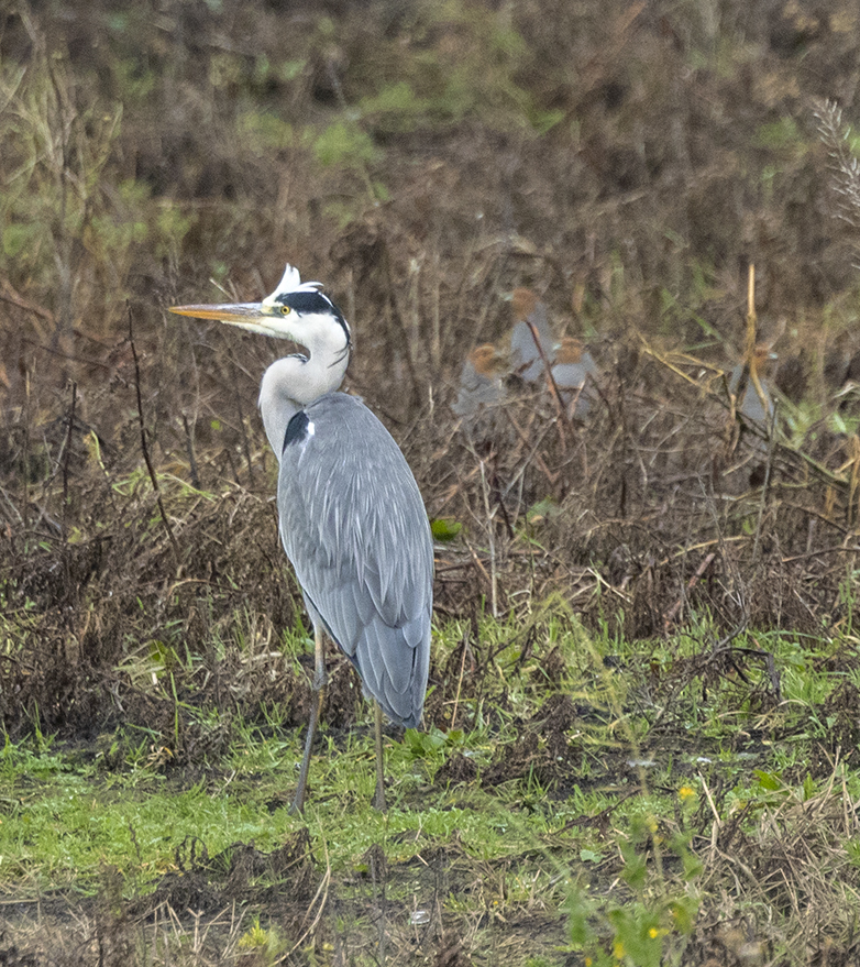 Blauwereiger_Patrijzen020123