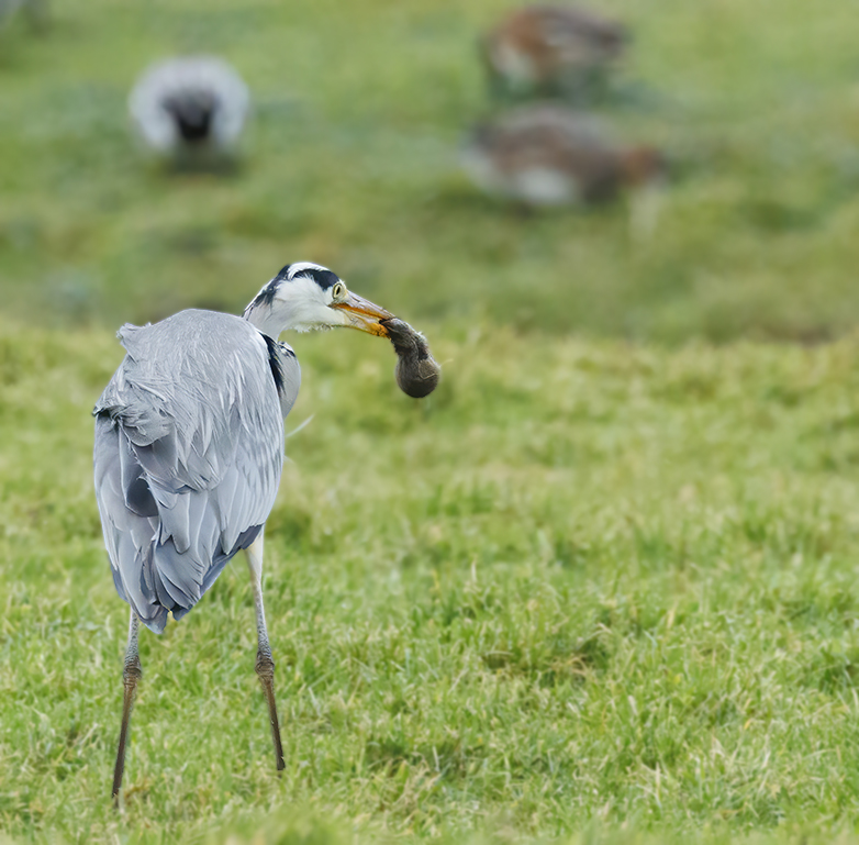 Blauwereiger_Woelmuis070123