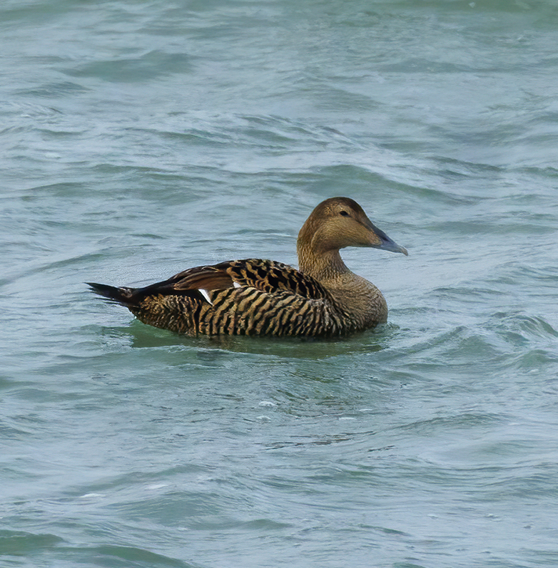 Eider260123