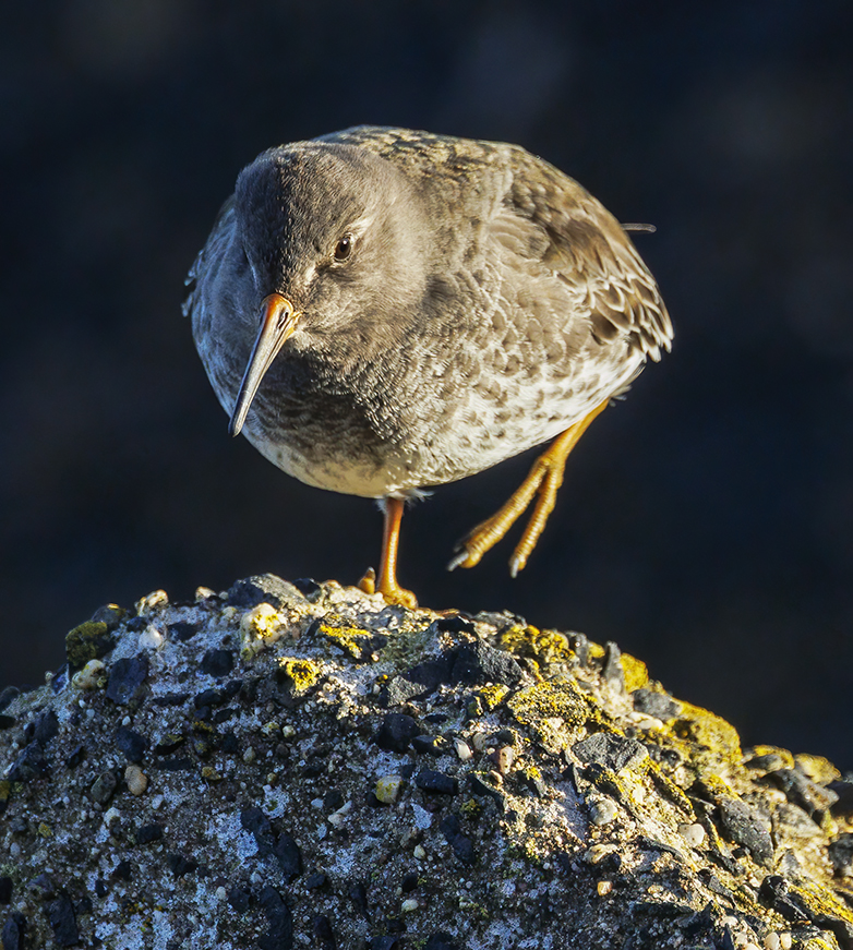 Paarsestrandloper170123A