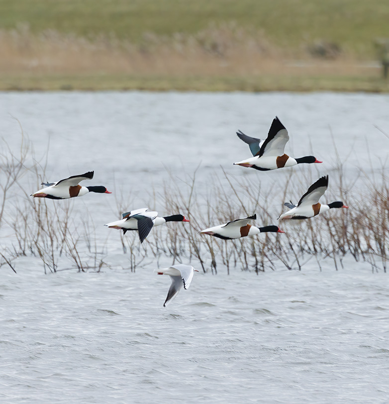 Bergeenden020223A