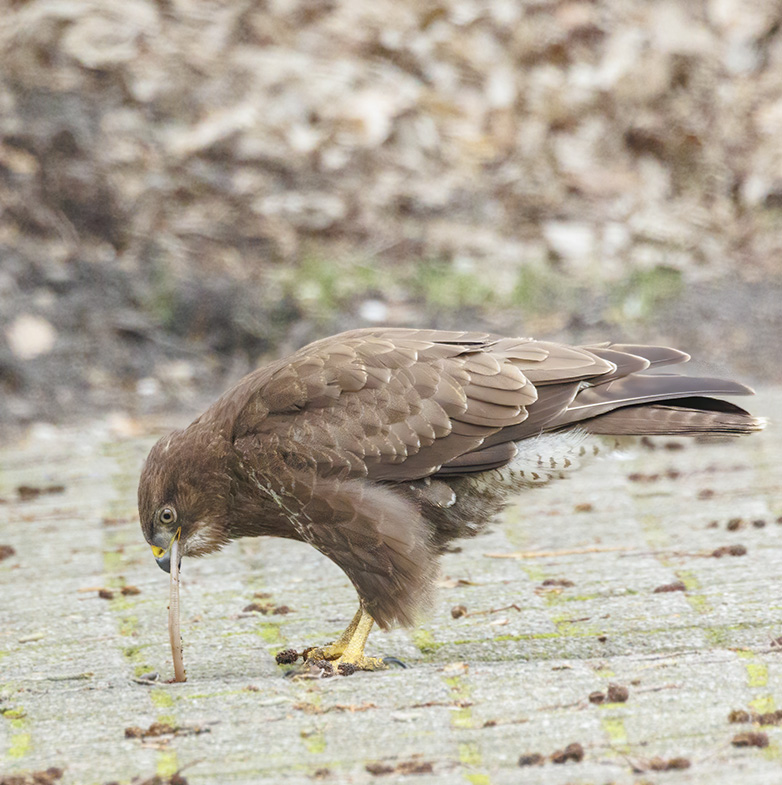 Buizerd020223